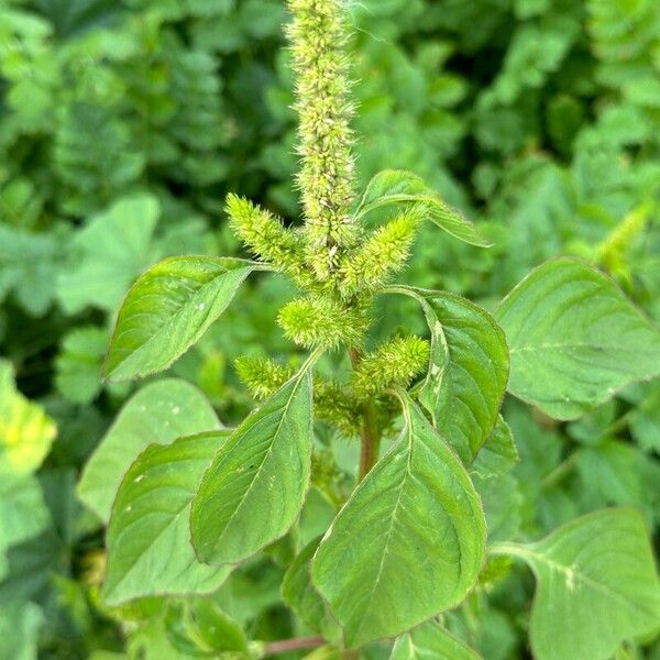 Amaranthus hybridus Levél