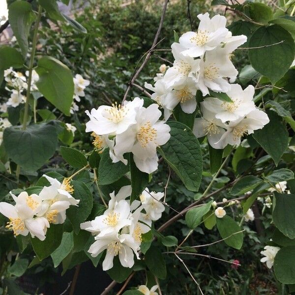 Philadelphus coronarius 花