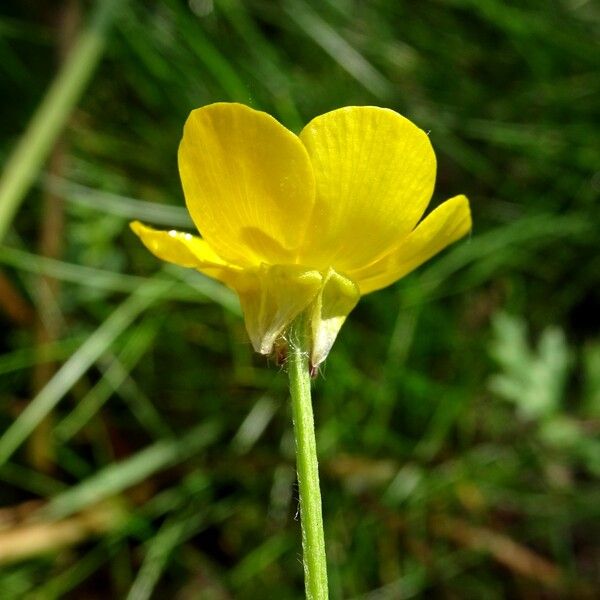 Ranunculus bulbosus Flower