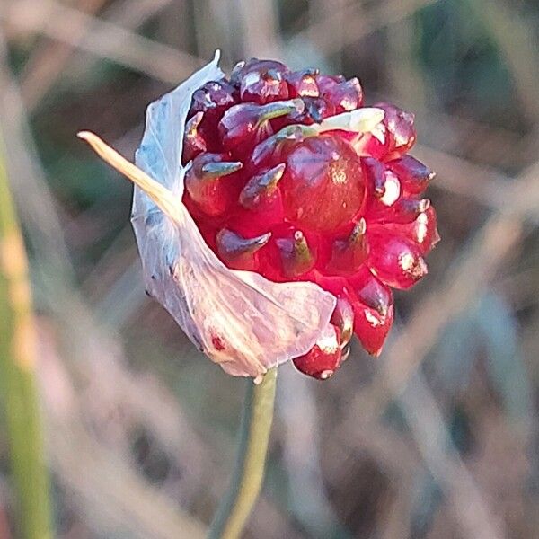 Allium vineale Flor