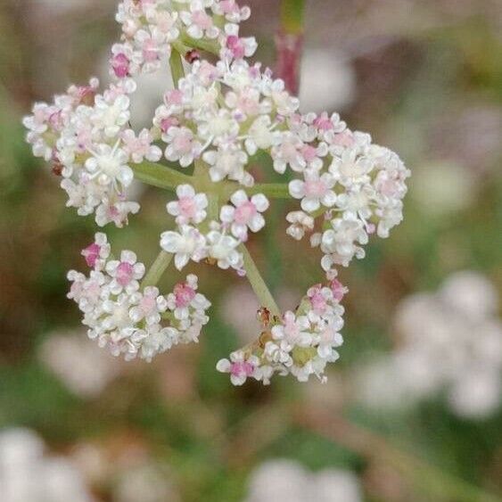 Seseli montanum Flower