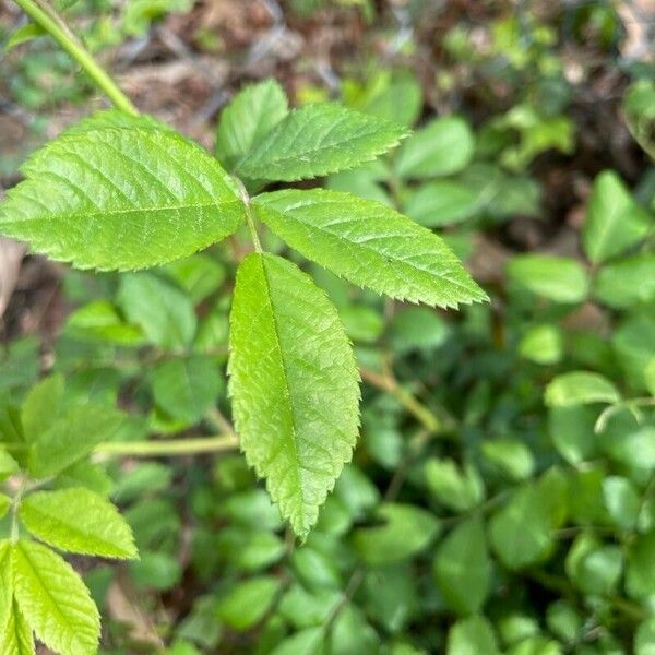 Rosa multiflora Folla