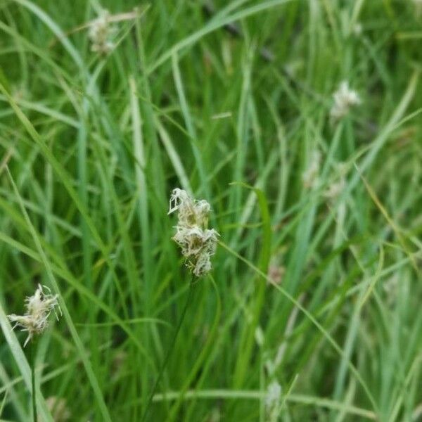 Carex brizoides Цветок