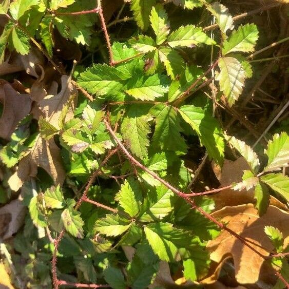 Rubus trivialis 葉