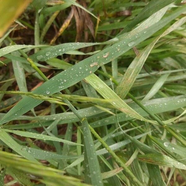 Bromus inermis Fuelha