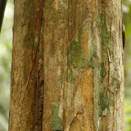 Posoqueria latifolia बार्क (छाल)