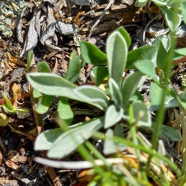 Antennaria dioica Blad