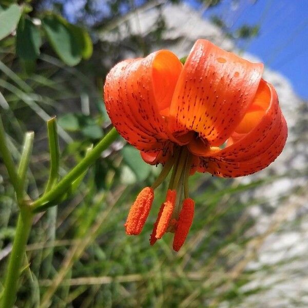 Lilium pomponium Цвят