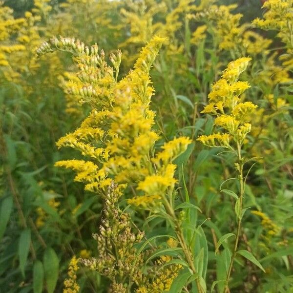 Solidago gigantea Цвят