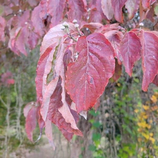 Cornus florida Φύλλο