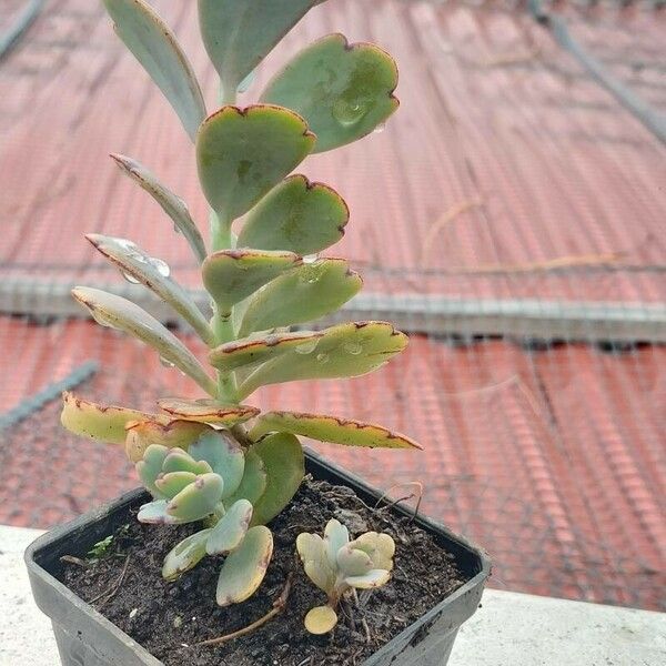 Kalanchoe laxiflora برگ