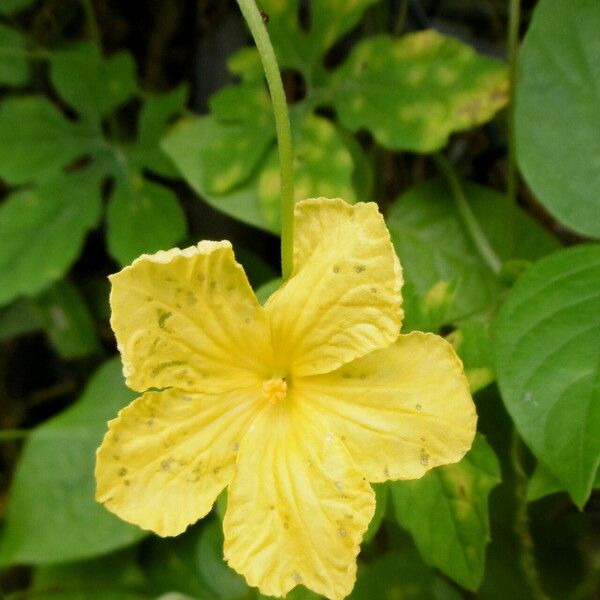 Momordica charantia Flower