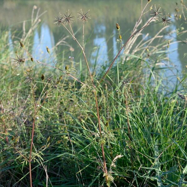 Bidens subalternans عادت داشتن