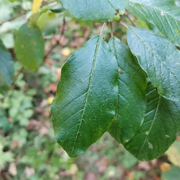 Frangula alnus Leaf