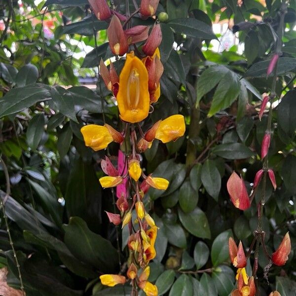 Thunbergia mysorensis Flower