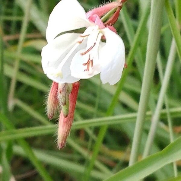 Oenothera gaura Цвят