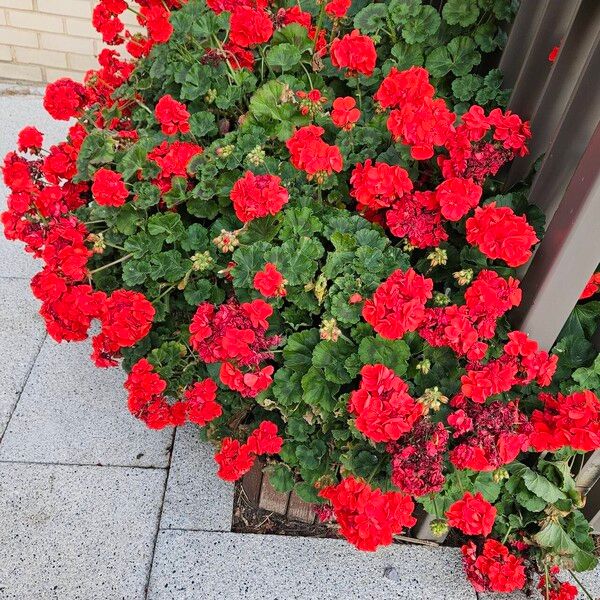 Pelargonium zonale Habitus