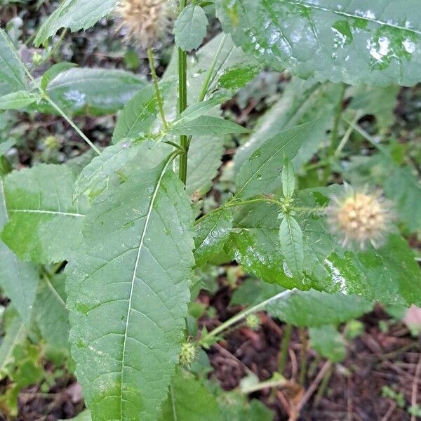 Dipsacus pilosus Лист