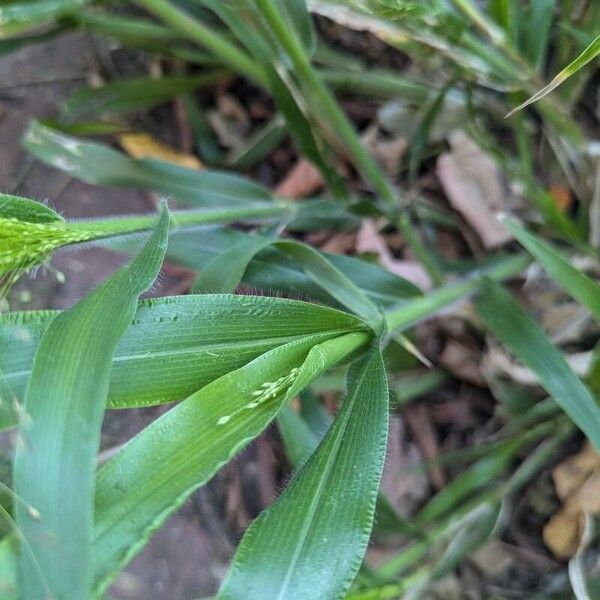 Panicum capillare Fuelha