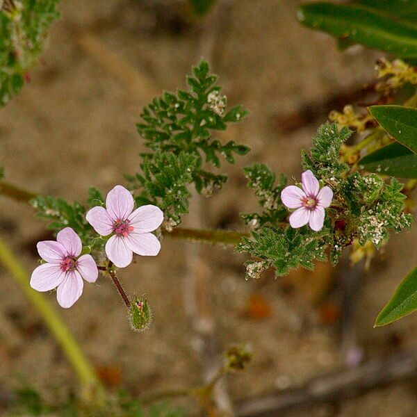 Erodium lebelii പുഷ്പം