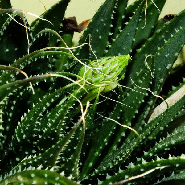 Aristaloe aristata Кветка