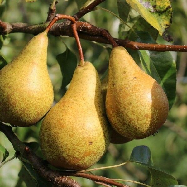 Pyrus communis Fruit