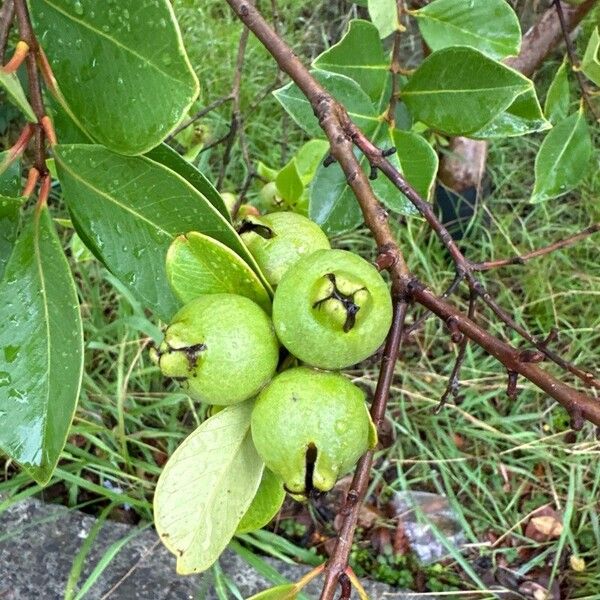 Psidium cattleyanum Frukto