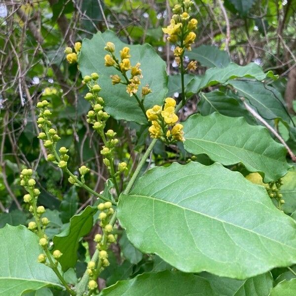 Bunchosia armeniaca Λουλούδι