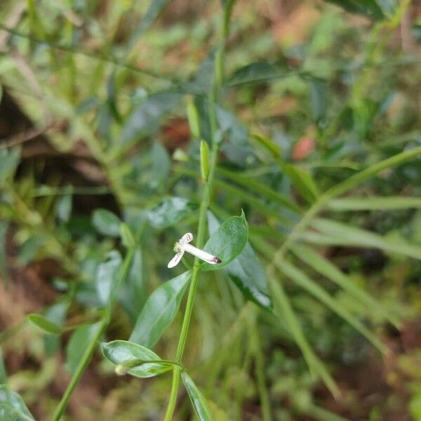 Andrographis paniculata Blomst