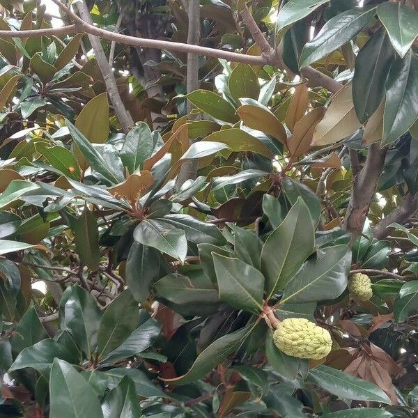 Magnolia grandiflora Habit