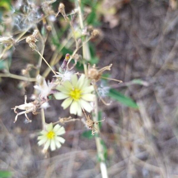 Lactuca serriola Blomst