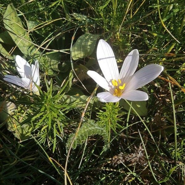 Colchicum alpinum Flower