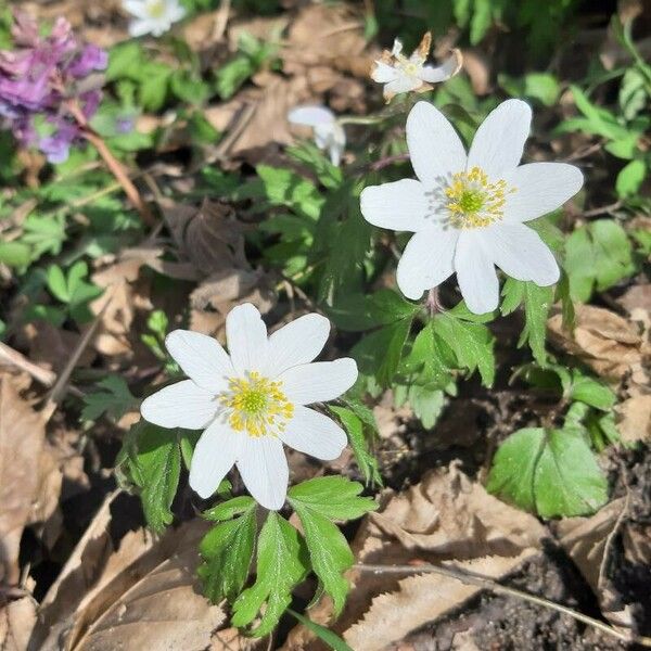 Anemonoides quinquefolia Çiçek