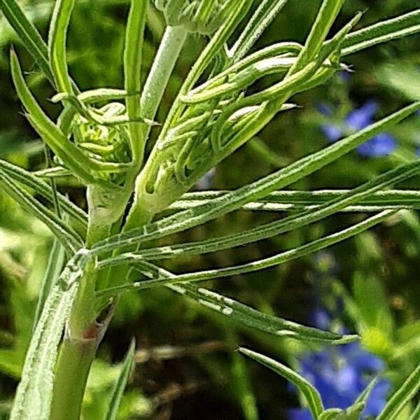 Scabiosa triandra Kvet