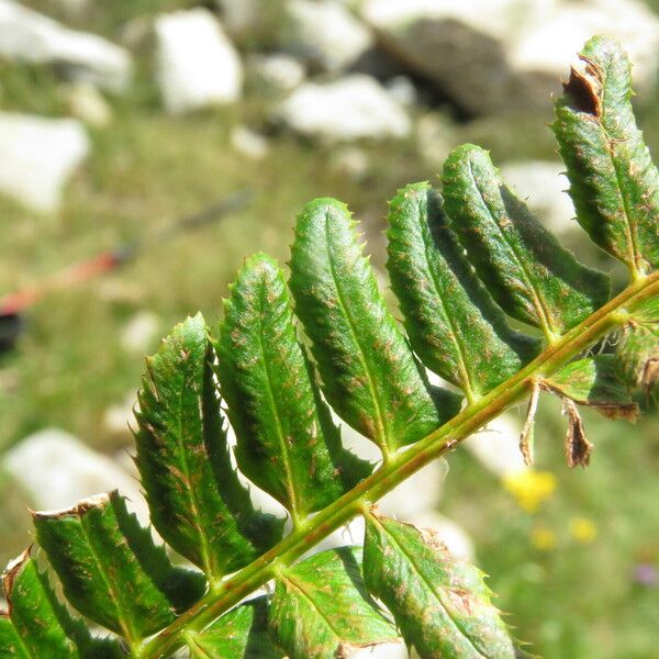 Polystichum lonchitis Blatt