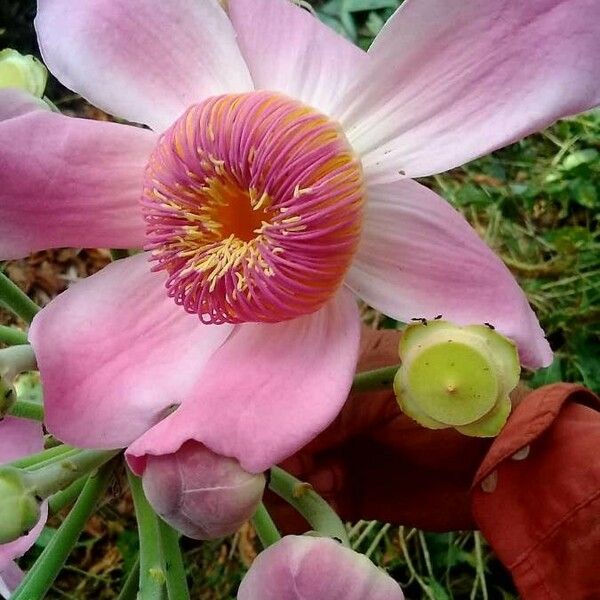 Gustavia augusta Flower