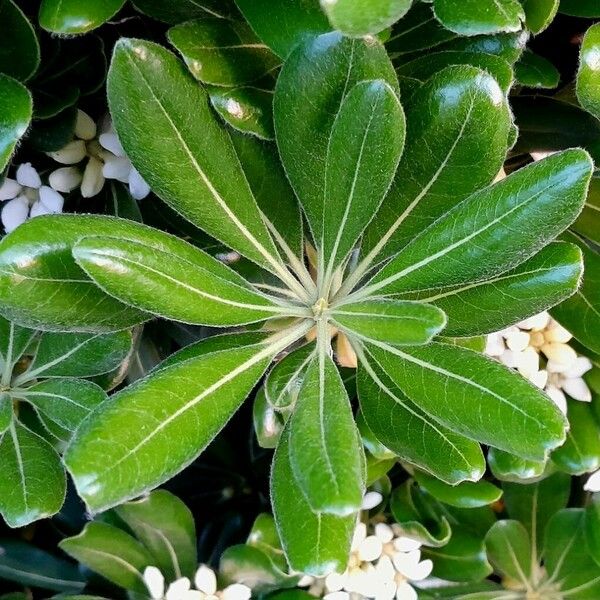 Pittosporum tobira Lehti