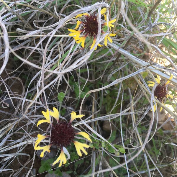 Gaillardia aestivalis Flor