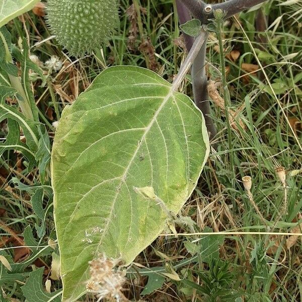 Datura wrightii 葉