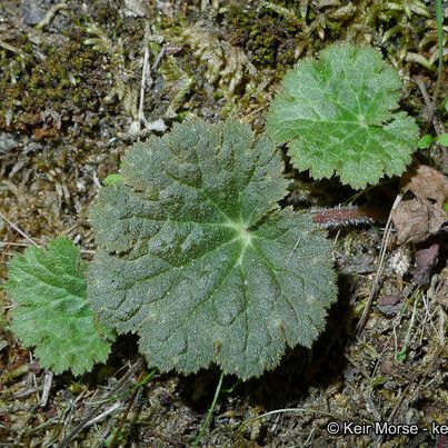 Jepsonia parryi List