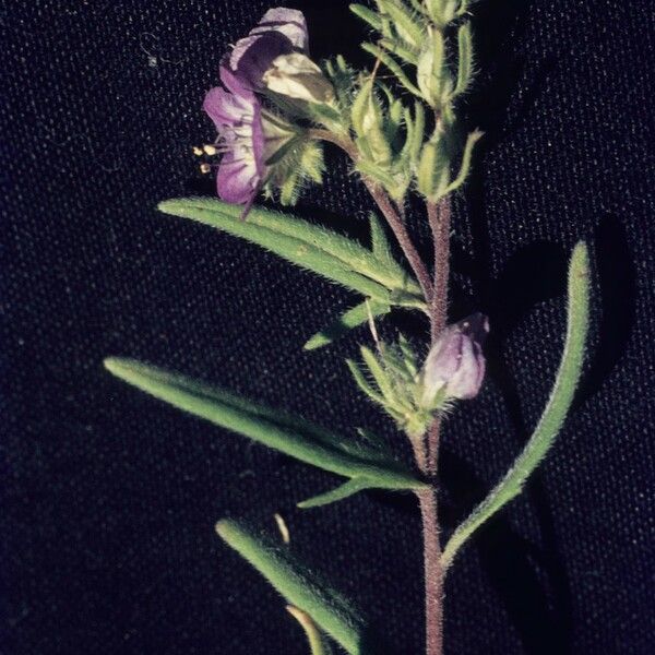 Phacelia linearis Fiore