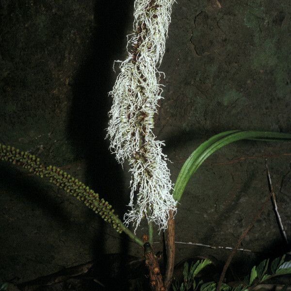 Pentaclethra macroloba Cvet