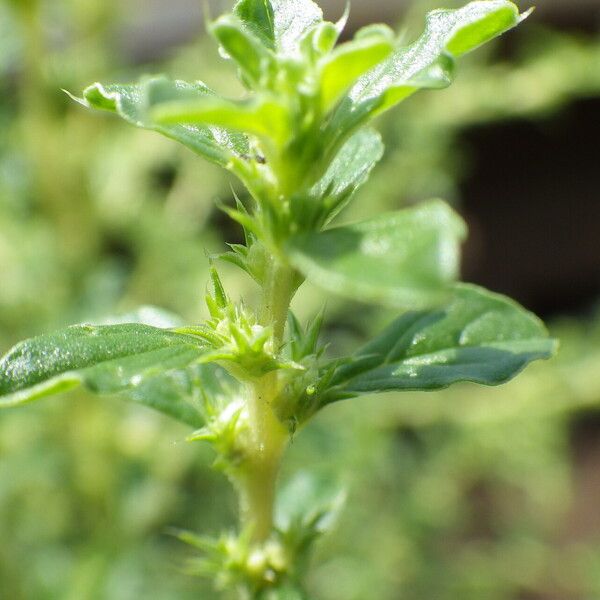 Amaranthus albus 花