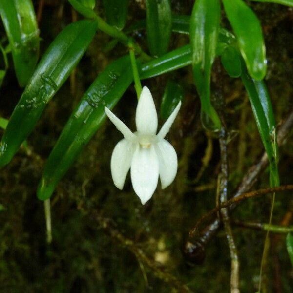 Angraecum ramosum Цветок