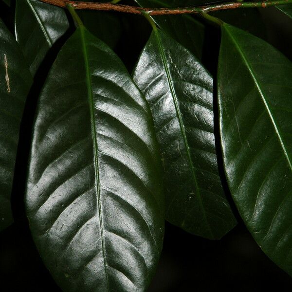 Myristica fragrans Leaf