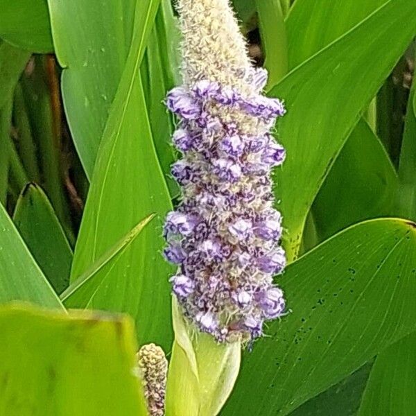 Pontederia cordata Blomma