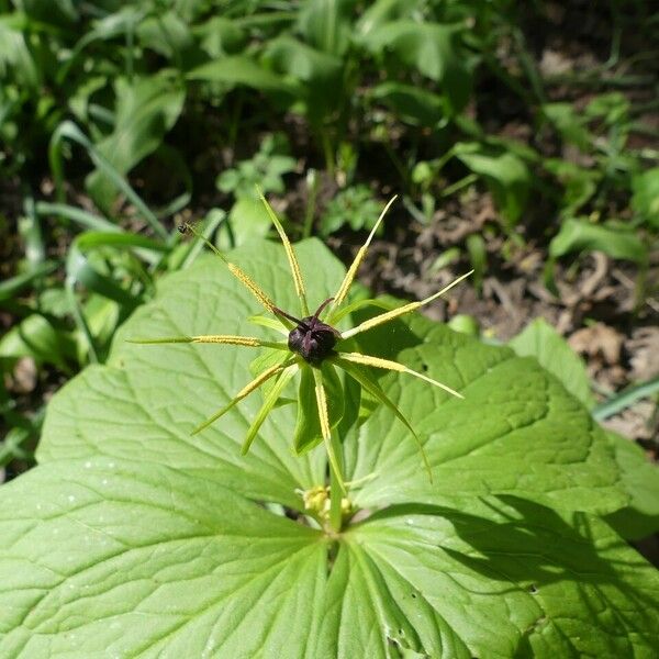 Paris quadrifolia Other