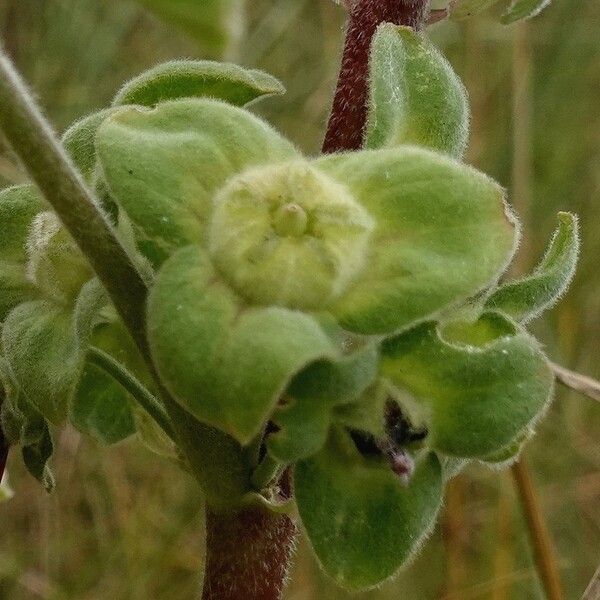 Malva arborea Fruchs