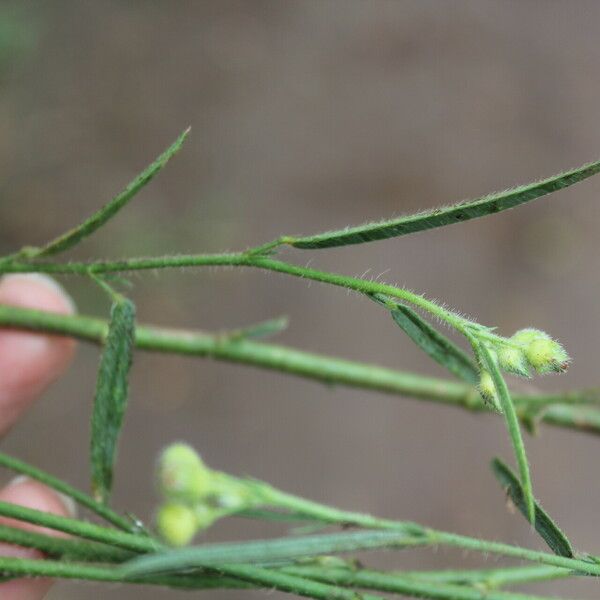 Sida linifolia 果