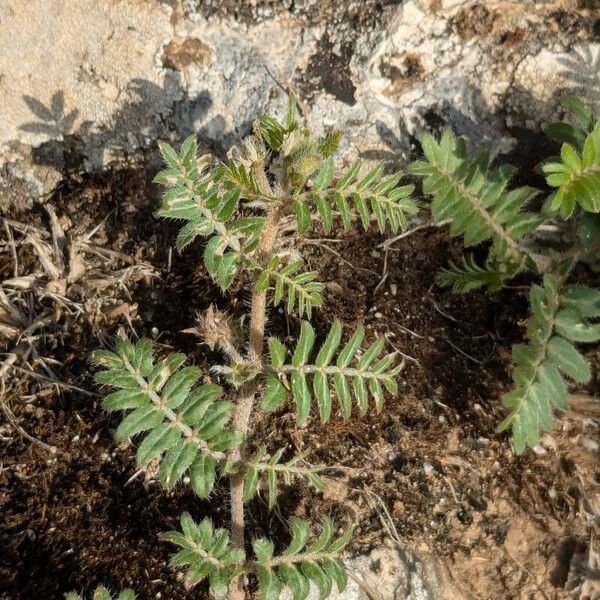 Tribulus terrestris Leaf